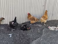 الدجاجة الدنماركية — الصورة 1