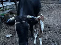 Vache, Latvian Blue cattle — photo 4