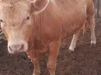 Bull, Auliekol breed — photo 4