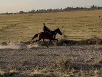 Yegua, French Trotter — foto 1
