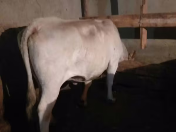 गाय, आउलियेकोल नस्ल