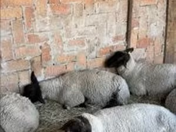 भेड़, White Suffolk sheep