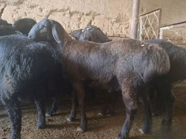 Beran, Rhon sheep