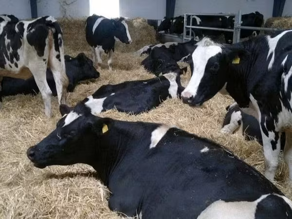 Vache, Race Holstein