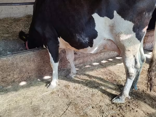 Vaca, Raza Holstein