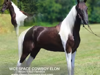 حصان, Tennessee Walking Horse — الصورة 1