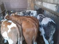 Taureau, Simmental cattle — photo 3