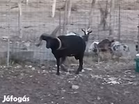 公羊, Shetland sheep — 照片 6