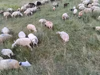 母羊, Balbas sheep — 照片 7