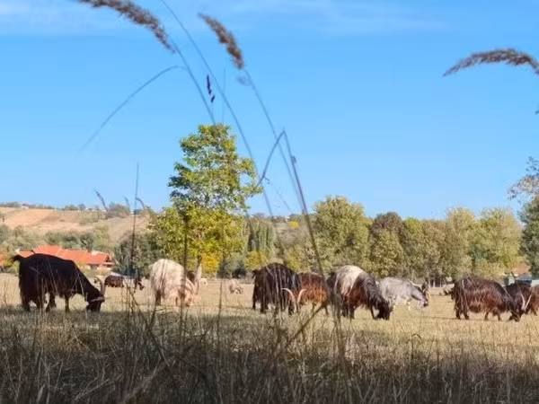 母牛, Cattle
