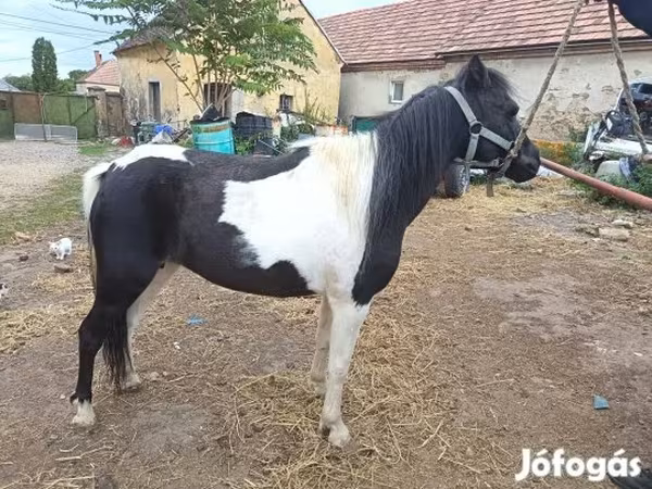 雌馬, 馬