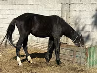 Yegua, Friesian sport horse — foto 3