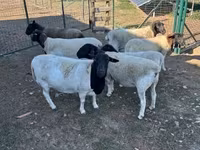 母羊, Dorper sheep — 照片 5