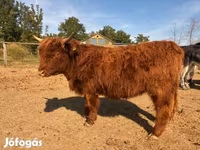 بقرة, Highland — الصورة 4