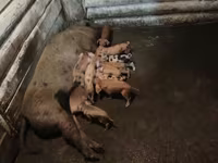 Schweine (Partie, Geschlecht nicht angegeben), Дюрок — Foto 6