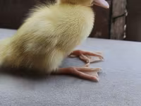 Ducks — Foto 2