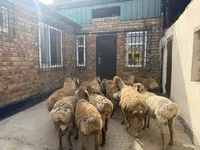 كبش, Rhon sheep — الصورة 4