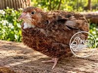 Quails — الصورة 8