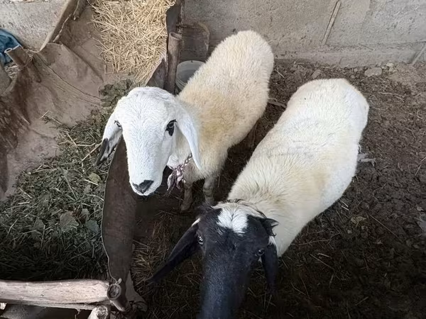 Bélier, Moutons