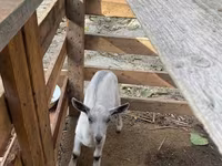Ziege, Fergana goat — Foto 6