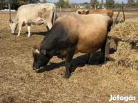 母牛, Jersey breed — 照片 3