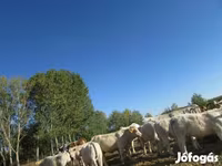 सांड, Charolais cattle — फ़ोटो 1