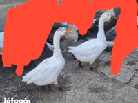 Geese — zdjęcie 4