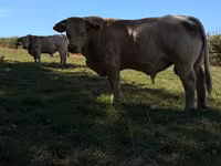 Taureau, Simmental cattle — photo 1