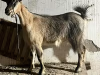 Chèvre, Alpine goat — photo 1