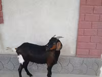 母山羊, Nubian Goat — 照片 4