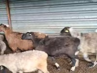 公羊, Adal sheep — 照片 2