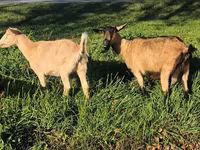 Ziege, Alpine goat — Foto 4