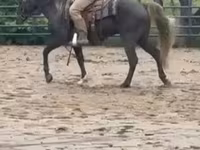 Cheval, Rocky Mountain Horse — photo 8