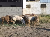 Schafe (Partie, Geschlecht nicht angegeben), Merino sheep — Foto 1
