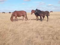 Égua, Horse breed — foto 4