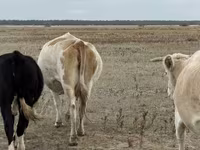 雌牛, Latvian Blue cattle — 写真 2