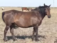 母马, Mugalzhar horse — 照片 8