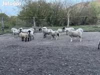 Bélier, White Suffolk sheep — photo 3
