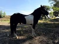 Konie (partia, płeć nieokreślona), American shetland pony — zdjęcie 3