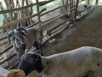 Schafe (Partie, Geschlecht nicht angegeben), Merino sheep — Foto 2