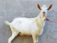 बकरा, Dutch Landrace goats — फ़ोटो 1
