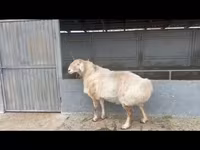 Carneiro, Edilbay sheep — foto 4