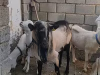 公山羊, Alpine goat — 照片 3