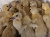 Ducks — photo 3