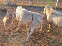 公山羊, Boer goat — 照片 4