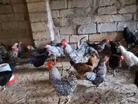 Chickens — photo 7