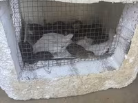 Quails — Foto 3