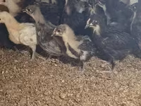 أوسترالورب — الصورة 3