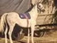 Cavalo, Arabian horse — foto 5