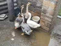 أفريقي — الصورة 2